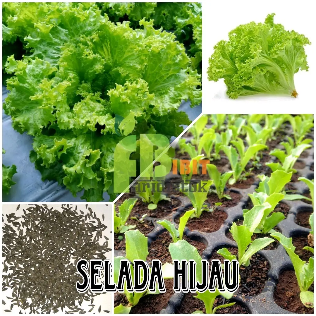 300 biji benih selada bokor / salada