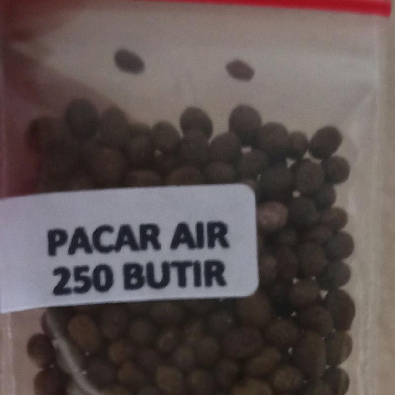 biji benih tanaman bunga pacar air tumpuk mix warna siap semai 6
