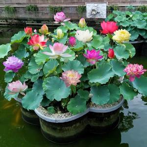 100 Granos,Semillas de Loto Rosa Miniatura,Flor Rosa Compacta,Fácil de Cultivar en Agua,Purificación del Aire,Decoración de Maceta de Agua,Espacios Interiores Domésticos