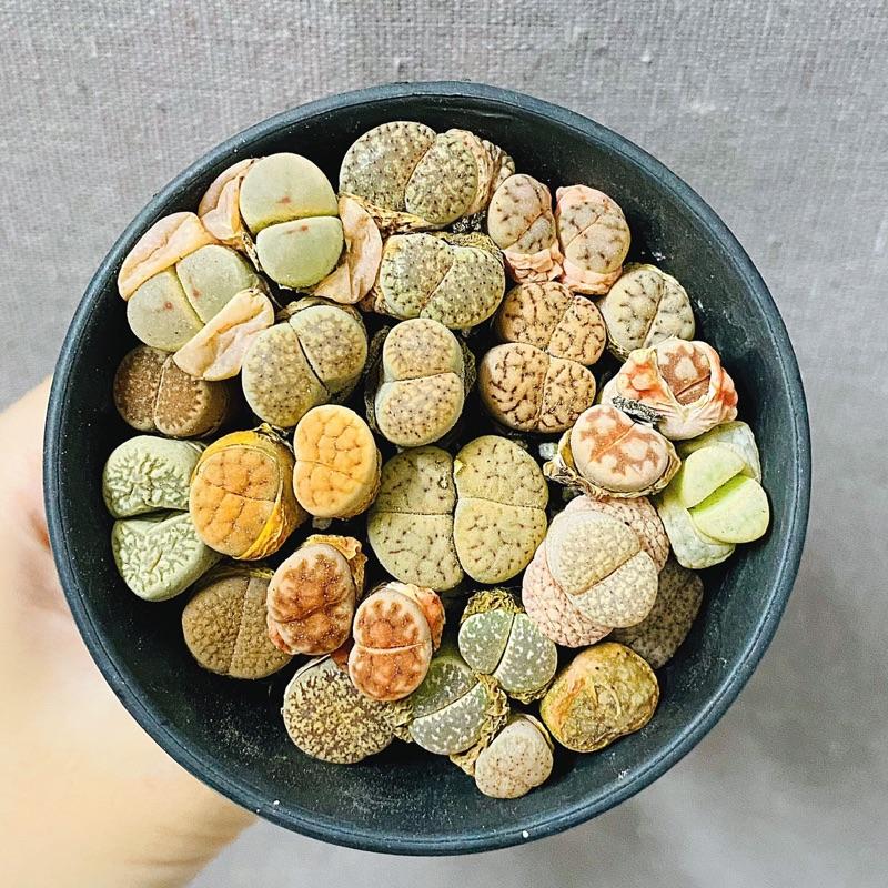 Sen Đá MôNg Cây Đôi - LITHOPS - Sen Đá Thạch Lan (Chậu 7.5cm) - Sen Đá Lithops Cây Mộng Nước Sen Đá Decor - Sen đá mini cực xinh - cây cảnh để bàn trồng - cây kèm chậu succulents 2
