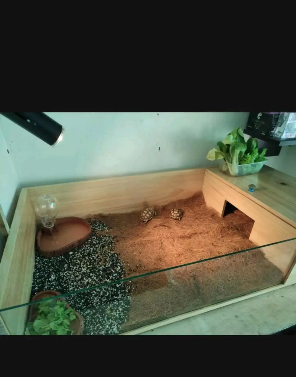 Kandang kura kura kayu pinus / Torto Table / Tortoise Rack (disaraankan palet)