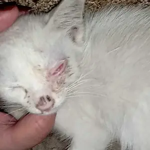 Golden Paw - EyeCure 15ml Tetes Mata Anabul Atasi Anti Peradangan Belekan dan Sakit Mata Kucing