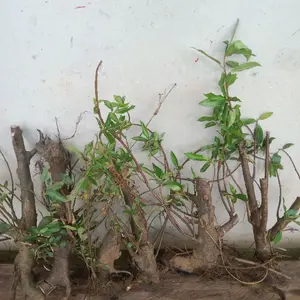 Dongkelan Bahan Bonsai Loa Sungai Termurah Cocok untuk Pemula dan Para Hobiis Tanaman Hias