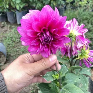Bibit bunga dahlia cantik