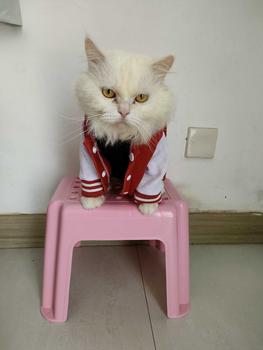 Product Review of baju kucing lucu aksesoris hewan peliharaan - BUKIPET BASIC VARSITY from D**a D**e 0