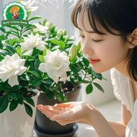 Gambar 100pcs/pack Benih Bunga Gardenia Segar Asli Untuk Menanam Bonsai, Benih Untuk Berkebun, Benih Gardenia Bonsai Filipina, Tanaman Hidup Gardenia Wangi, Tanaman Dalam Ruangan, Tanaman Hias Berbunga, Benih Tanaman Pembersih Udara, Benih Bunga Melati Tanjung - 4 packs - Seeds dari Benih Pilihan Alam Kota Administrasi Jakarta Pusat 3 Tokopedia