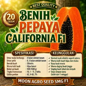 ( COD ) 20gram [ 1100 Butir ] Benih Pepaya California IPB-9 Unggul Berkualitas