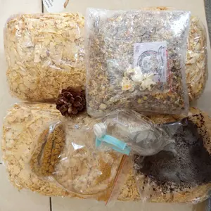 MAKANAN HAMSTER PREMIUM MIX 250gr, BONUS POPCORN, TANPA PELET & BEBAS KUTU!!