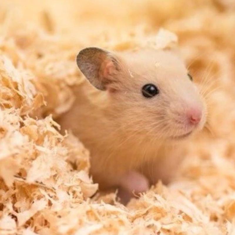  500g🐹 Mùn Cưa Thơm 🐹 lót chuồng Hamster  Thỏ Guinea Pig   bọ ú chuột lang . 