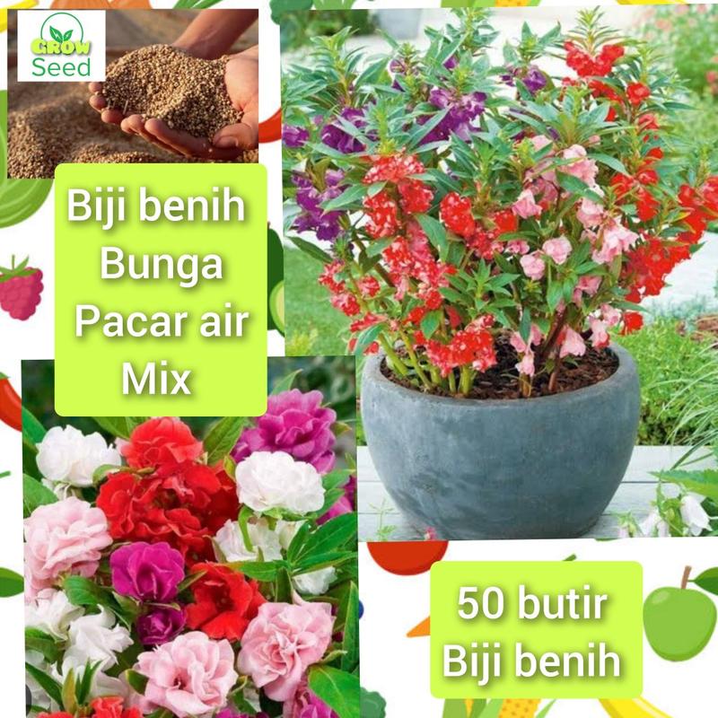 Product Introduction of biji benih tanaman bunga pacar air tumpuk mix warna siap semai 24
