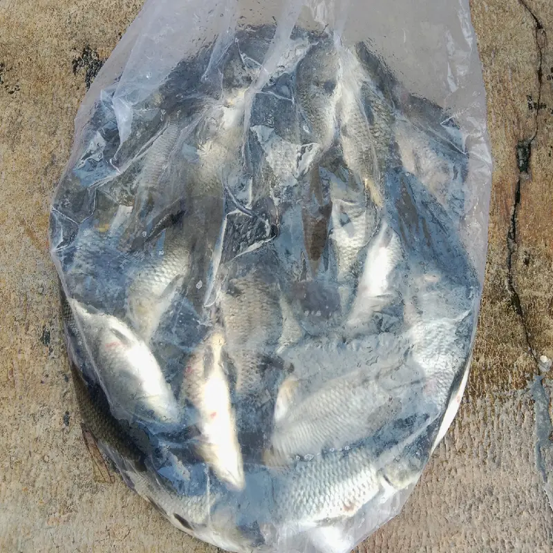 Umpan Ikan Mas Karuhun Full Amis 2