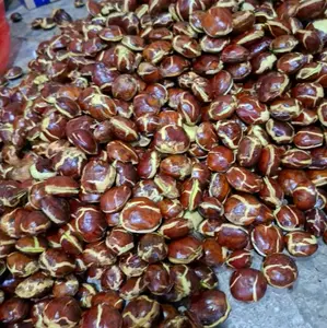 Jengkol / sepi tua ukuran random