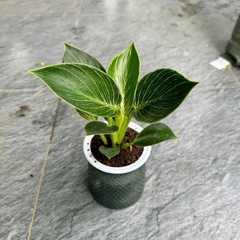 Chậu thủy canh cây mini thân rũ, cây lọc không khí - decor trong nhà 8