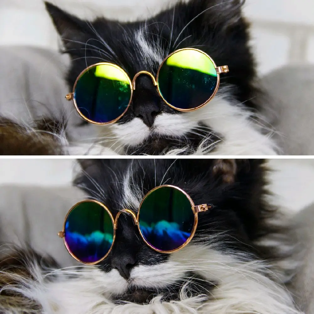 Kacamata Kucing Anjing Kelinci Fashion Hewan Peliharaan Lucu Aksesoris Anabul