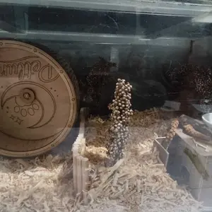 Petluna Silent Hamster Jogging Wheel Diameter 15cm Rapi Presisi Kokoh Dari Kayu Berkualitas