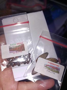 Product Review of 20 BUTIR BENIH TANAMAN PUCUK MERAH (sudah dikupas,siap tanam) from y**i 1