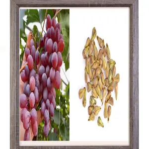 Biji Benih Anggur 1 Merah Hijau untuk Taman dan Kebun Anda