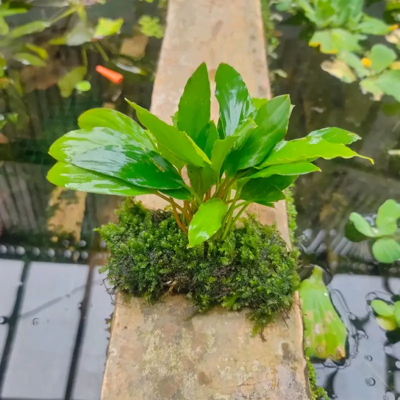ornamen sintetis tanaman lempeng pakis 1