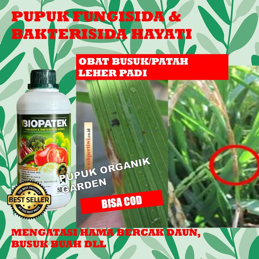COD BIOPATEK Mengatasi Blas Padi Sawah - Obat Untuk Blas Padi Paling Di Cari Orang - Obat Cair Organik Mengatsi Penyakit Blas Pada Tanaman Padi - Pupuk Cair Mengobati Penyakit Blas Sawah - Pupuk Sempr