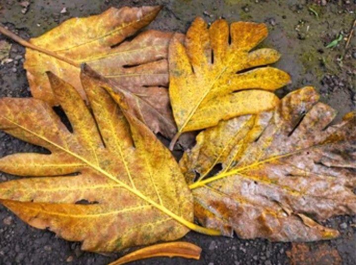 Daun sukun kering organik 500 gram