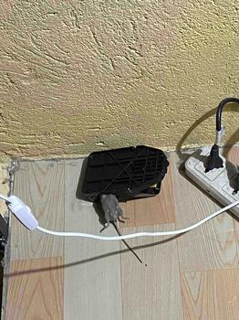 Product Review of Latest Mouse killer complimentary two traps can be reused White from m**𐭩 1