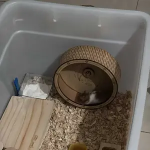 Petluna Silent Hamster Jogging Wheel Diameter 15cm Rapi Presisi Kokoh Dari Kayu Berkualitas