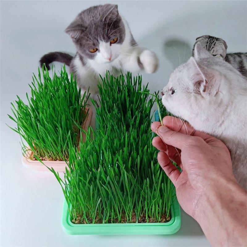 Product Introduction of [High Germination] 100% Natural Organic Cat Grass Seeds for Planting (50 Seeds Per Pack) Vegetable Seeds Hydroponics Plants Wheat Grass Seed Healthy Food for Cats Cat Snacks Potted Live Plants for Sale Real Plants Flower Seeds Easy To Grow Singapore 4