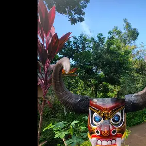 kebo giro topeng Pulu Pulu