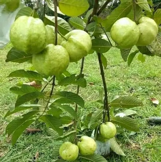 benih unggulan cepat berbuah di daerah panas 4