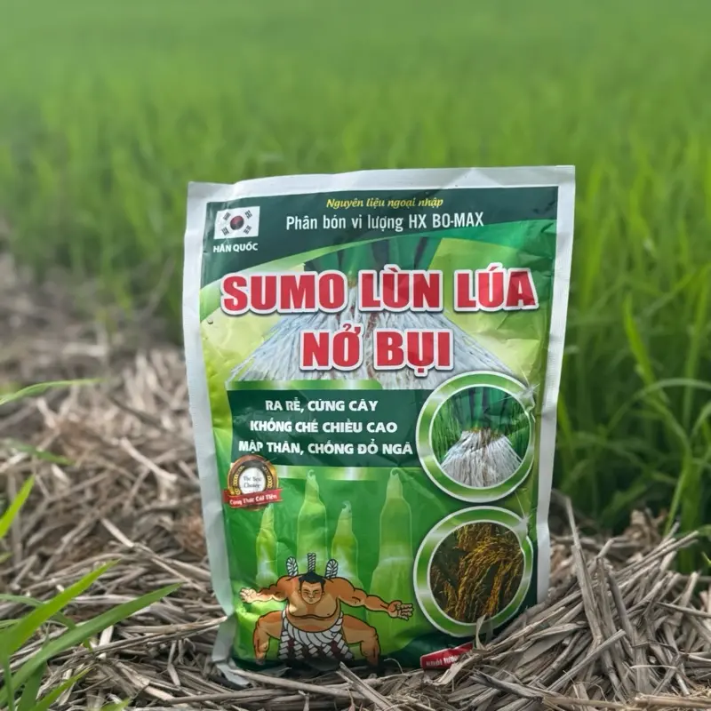 Sumo Lùn Lúa - Nở Bụi ( Ra Rễ Cứng Cây - Ngắn Lóng ) Công Ty Xuất Nhập Khẩu Điền Hưng