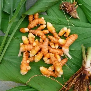 kunyit herbal dan rempah rempah bumbu dapur 500g