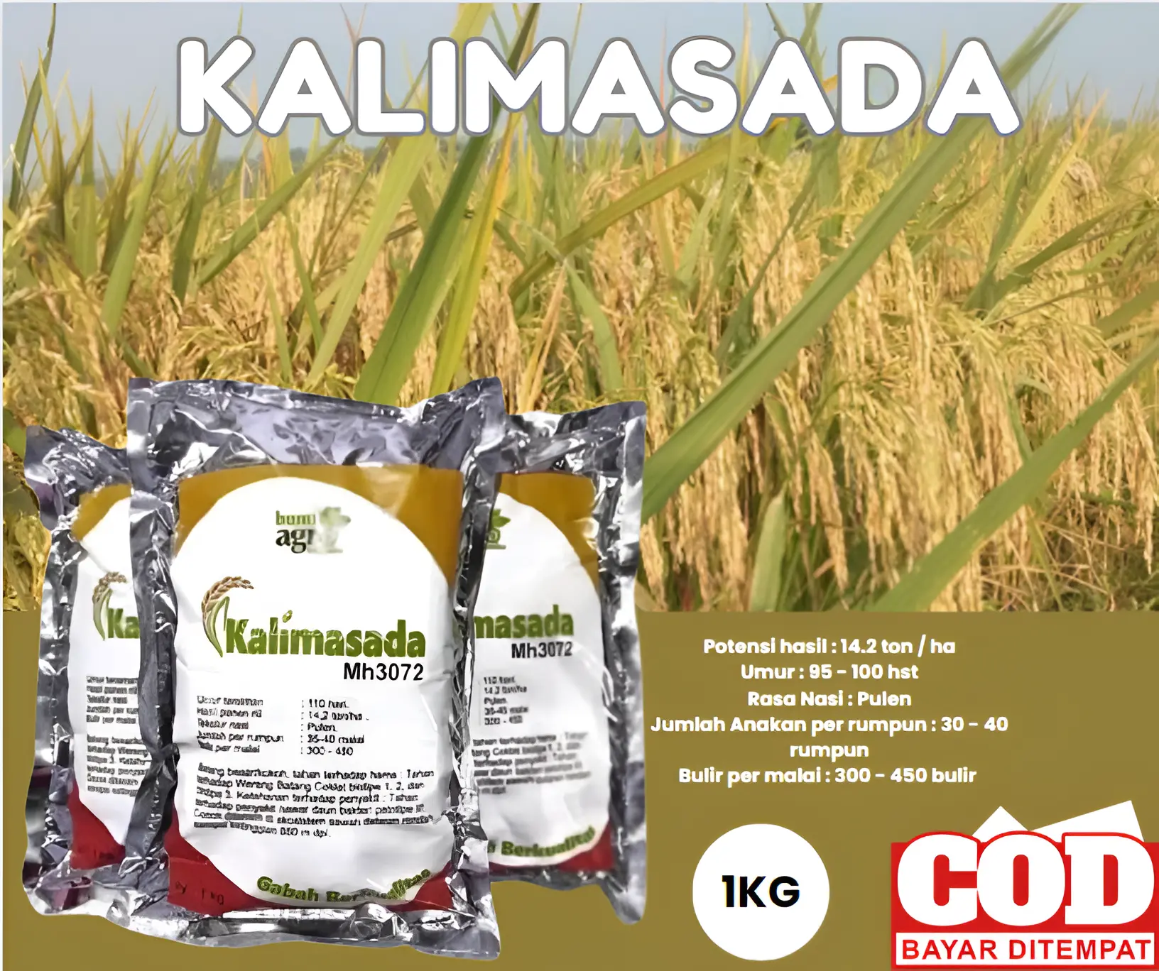 Biji Padi Unggul Kalimasada 1KG- Potensi Hasil Hingga 14.2 Ton per ha