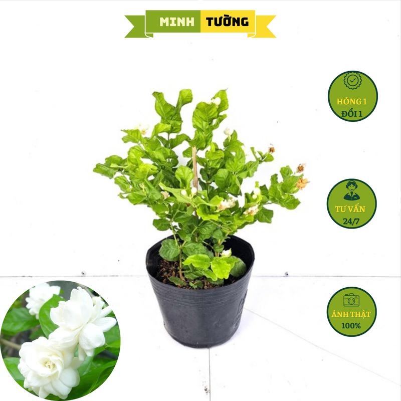 Cây Lài Trà Hoa Thơm - Cây Hoa Nhài - Cây Hoa Kiểng Ban Công Sân Vườn