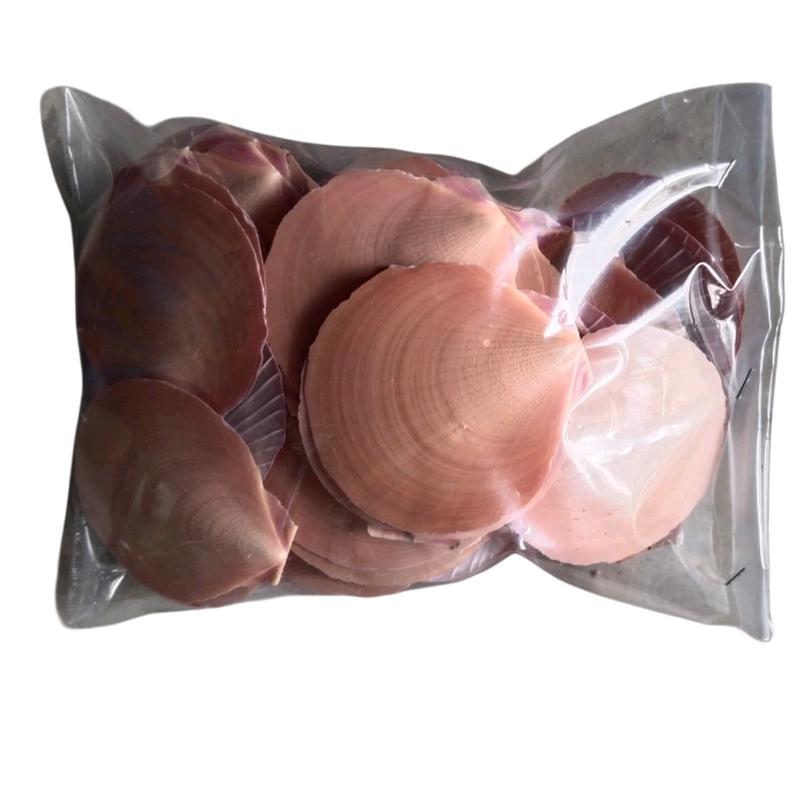 kulit kerang simping untuk kerajinan dan filter kolam 2