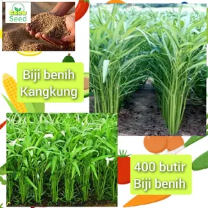 400 butir biji benih tanaman sayuran kangkung hibrida