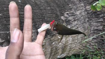 Product Review of Softlure Paddle Tail 6cm - 4,2gr Umpan Toman Gabus Kerandang Kerapu Bass Family from I**n 0