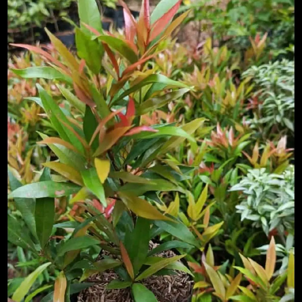Tanaman Outdoor Pucuk Merah - Alami Hijau