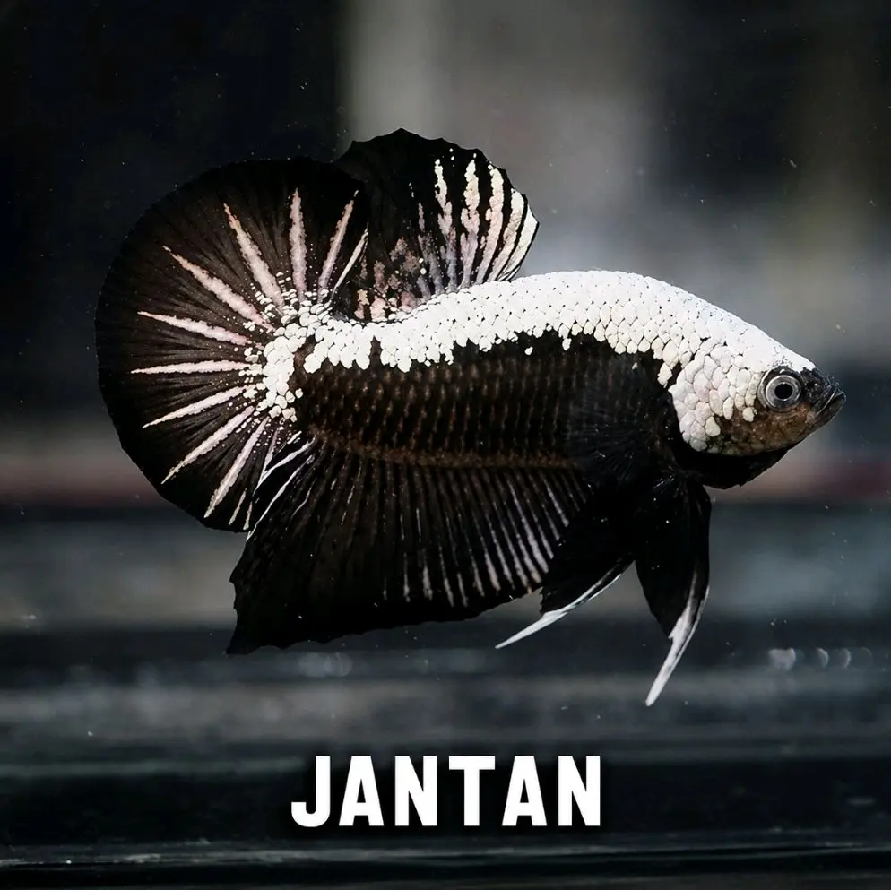 HIASAN AQUARIUM CUPANG PLAKAT  BLACK SAMURAI GARDE A JANTAN&BETINA SAIZ M FULL GARANSI