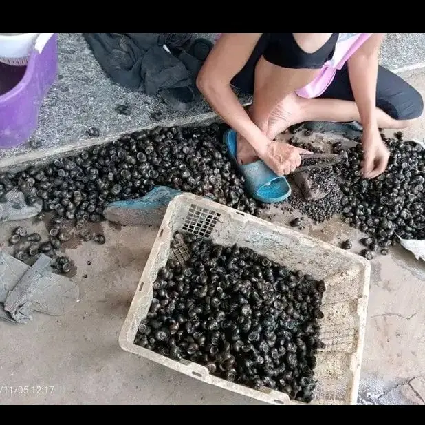 Tutut mentah Per literan sudah direbus/Bekicot/tutut/sefood/ Siap masak cocok buat menjaga kesehatan /penyakit liper dan penyakit lainnya enak gurih nikmat 0