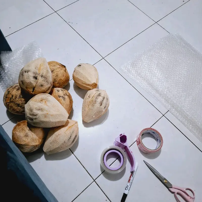Kelapa kopyor asli lumajang grade C 4