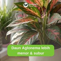 Gambar Workplant - Aglo Nutrients Pupuk Aglonema Tanaman Hias Nutrisi Multivitamin Siap Pakai 500ml Aglonema Subur Daun Menor Tunas Aglonema Tumbuh Lebih Cepat dari workplant official Kota Surabaya 3 Tokopedia