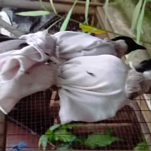 HDS Store pulut burung super lengket 25gr getah karet asli anti leleh perekat kaki burung