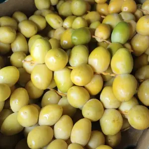 Kurma Muda Kuning Barhi Manis Promi Fresh 100% - Buah Segar dan Lezat untuk Camilan Sehat