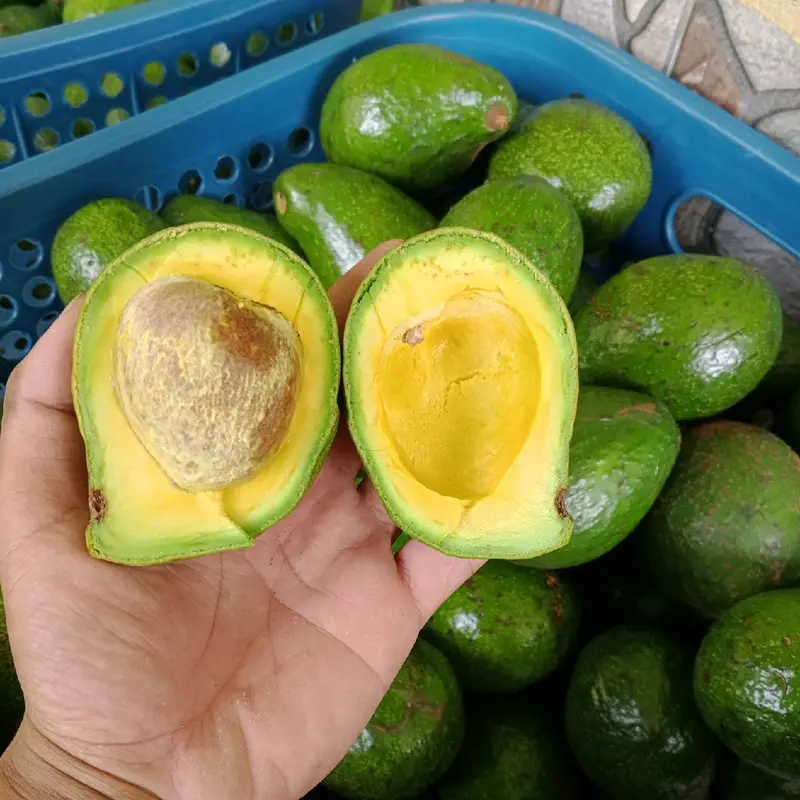 Alpukat Mentega Mini 1 kg Isi 6-7 Buah Frozen dengan Gula Zuriat, Mangga, dan Jeruk 2