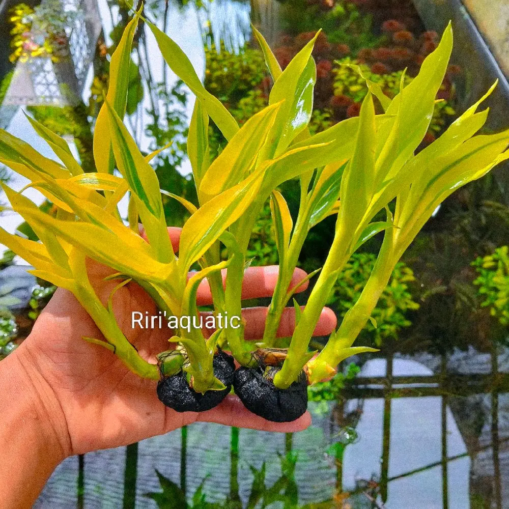 Bambu hoki kuning tanaman hias akuascape hiasan akuarium atau paludarium sudah dilengkapi dengan media tanam wabikusa