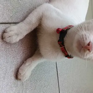 kalung kucing lonceng 14mm berbunyi motif kaki