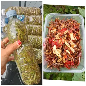 walang pari atau walang uthis kecil rasa pedas gurih dengan bumbu tradisional yg sudah dihaluskan tanpa pengawet dimasak tanak,dimasak mendadak rasa renyah-renyah pedas