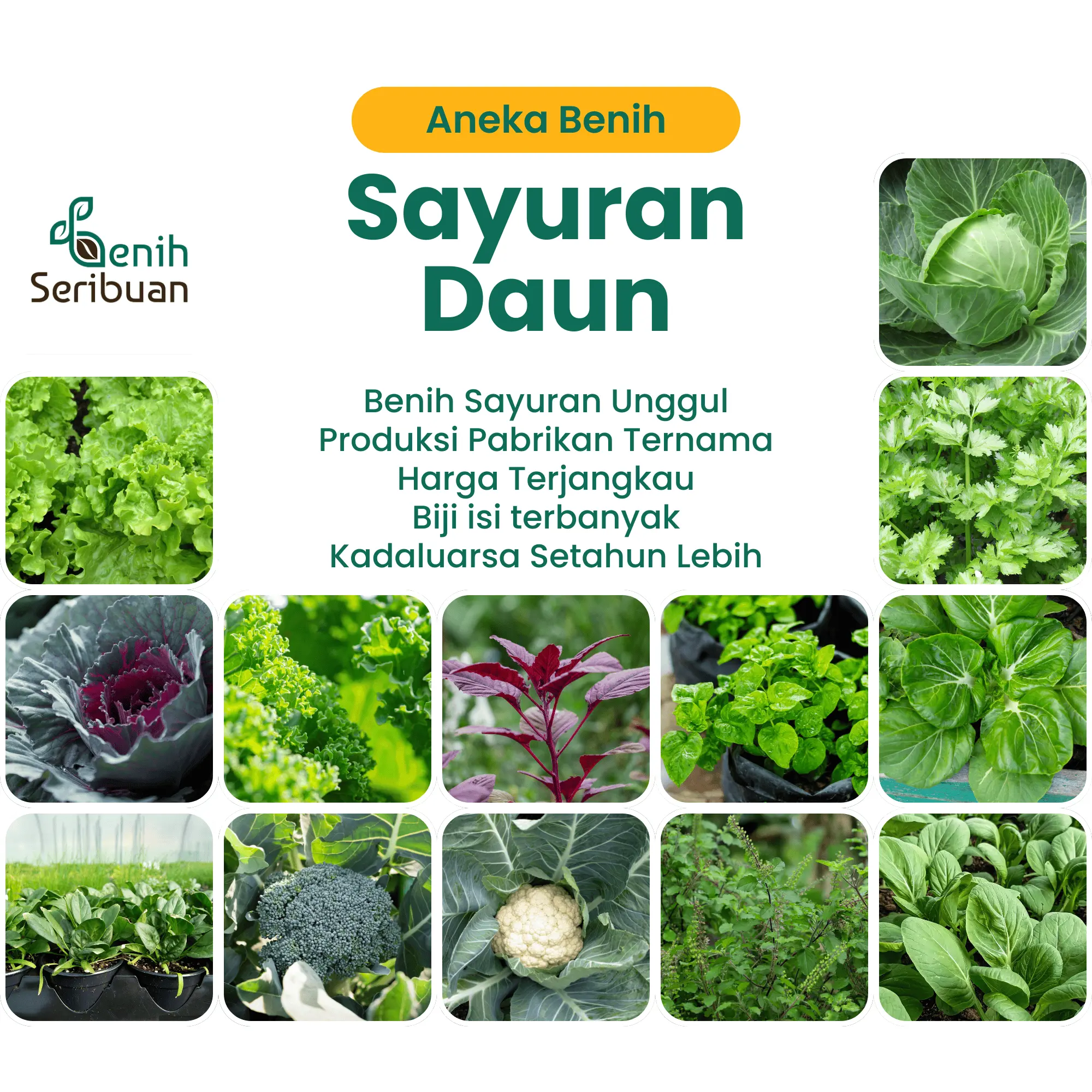 Bibit Sayuran Daun All Varian Benih Sayur Unggul Seribuan