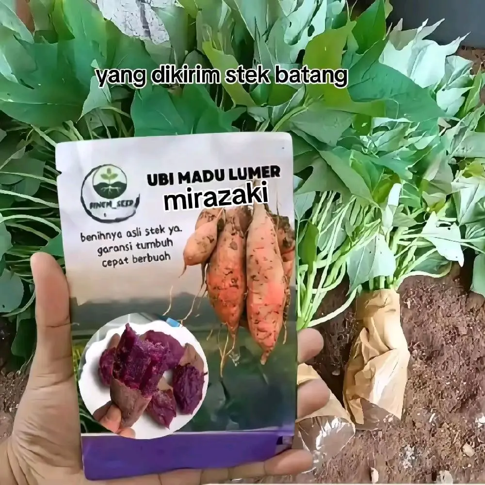 BENIH UBI MADU MIRAZAKI UNGU LUMER