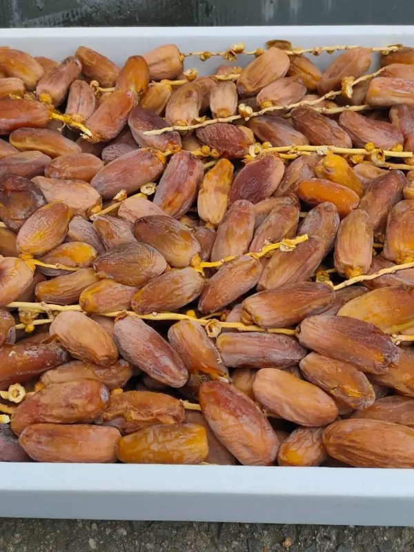 Kurma Tunisia Tangkai Super kemasan  1 KG//Kurma Tangkai 1KG Fresh dan bergizi//Kurma Tangkai Premium 1 KG 4